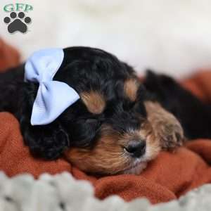 Rainbow, Cavapoo Puppy